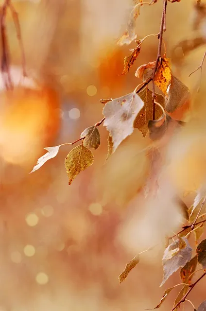autumn forest path representing the journey through difficulty rather than