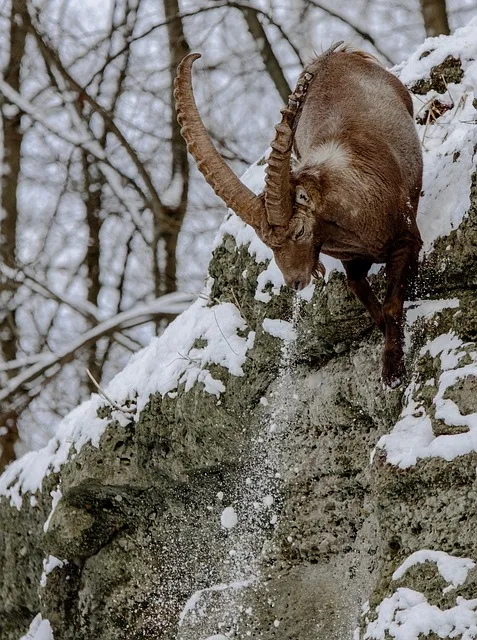 capricorn, alpine ibex, goat-like, rock, leap, snow, alps, ungulate, nature,