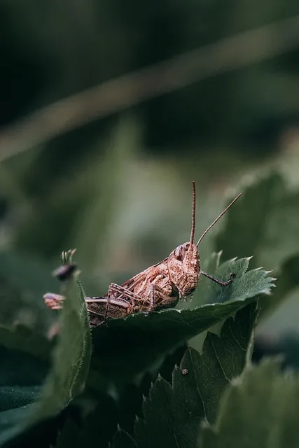 grasshopper, insect, macro, nature - competence stack framework for