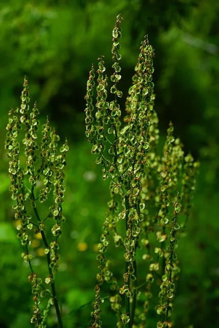 common sorrel, inflorescence, rumex acetosa, great sorrel, sorrel, pissed