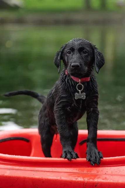 labrador, pet, kayak, black labrador, border collie, dog, puppy, swimming,