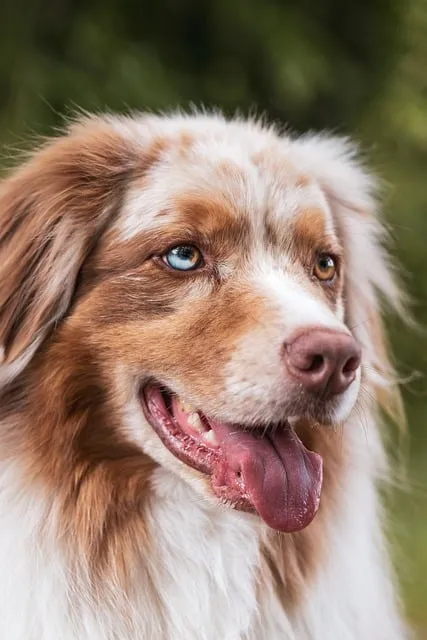 dog, pet, animal, domestic animal, nature, animal photography