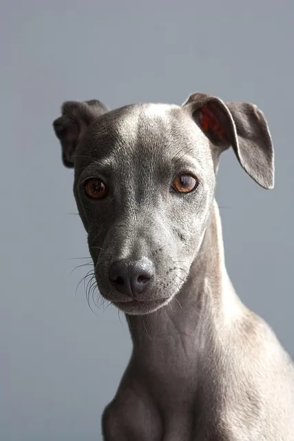 greyhound, dog, puppy, italian greyhound, pet, animal, young dog, domestic