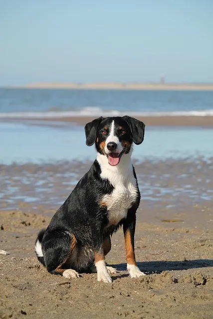 dog, beach, sea, domestic animal, pet, nature, animal, water, appenzeller,