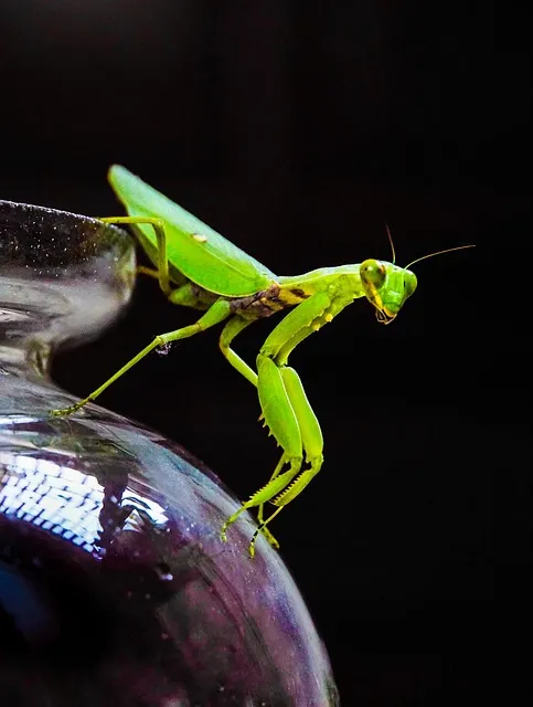 grasshopper, locust, insect, nature, green, close, entomology, black,