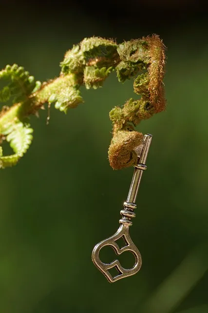 fern, unroll, key, decipher, young fern, forest, nature, green, fresh