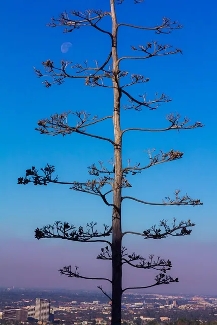 peace, ash wednesday, tranquil, tranquility, positive thinking, moon, tree,