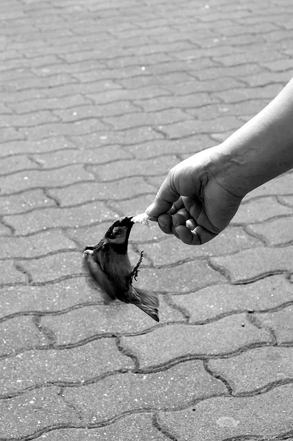 hand, sparrow, movement, feeding, courage, wings, courage, courage, courage,