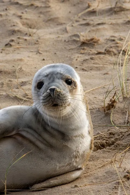 mental toughness training - the lessons of living with a seal applied to