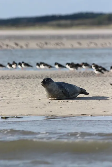 living with a seal takeaways - applying the 40 percent rule and discomfort