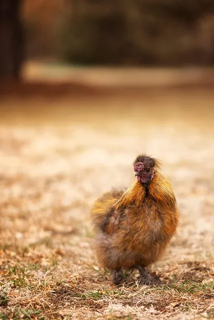 free range rooster, diverse environment, broad experience