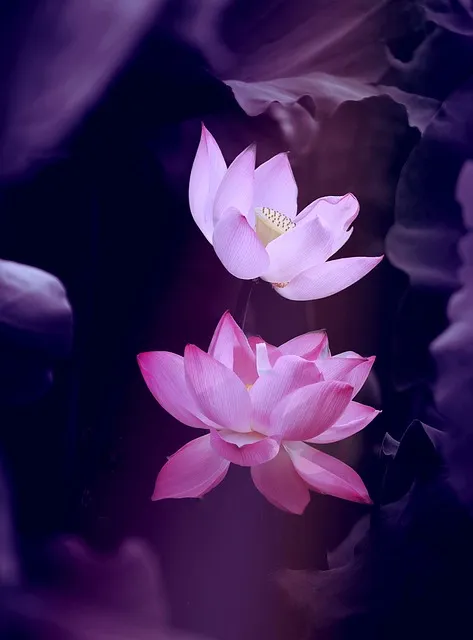 Lotus flower, zen, stillness — effortless growth through natural conditions