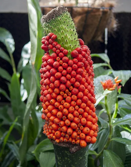 titan arum nature plant structure representing system and pattern