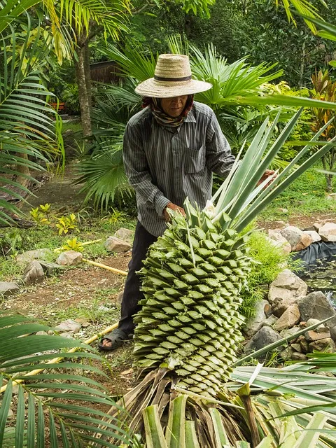 agave, tribe, gardener, agave, agave, agave, agave, agave