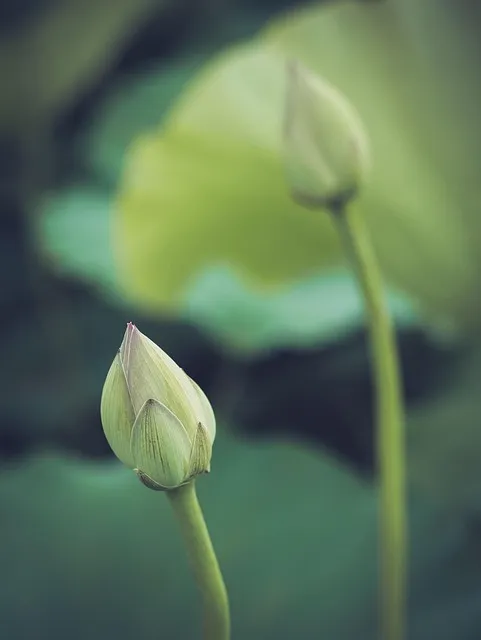japan, lotus, flower background, bud, flowers, buddhism, flower wallpaper,