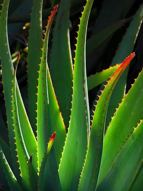 plant, aloe vera, succulent, stalk, nature, botany, growth
