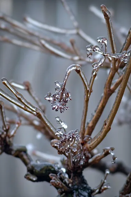 frozen winter branches — cold stress neuroscience