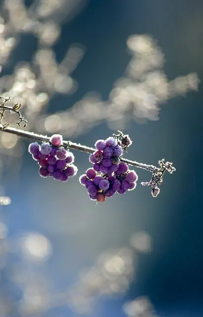 frost on berries — cold exposure traps