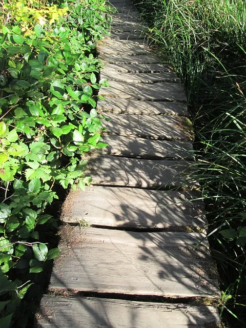 path, nature, forest, natural, park, outdoor, walk, wood, pathway, trail,