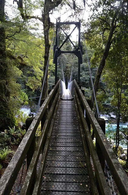 bridge, forest, new zealand, nature, landscape, trees, path, river, trail,