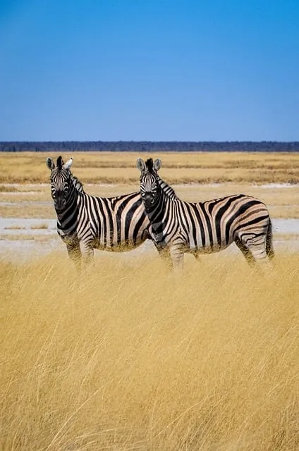 zebras, savannah, wild animals, africa, nature, stripe pattern, grass