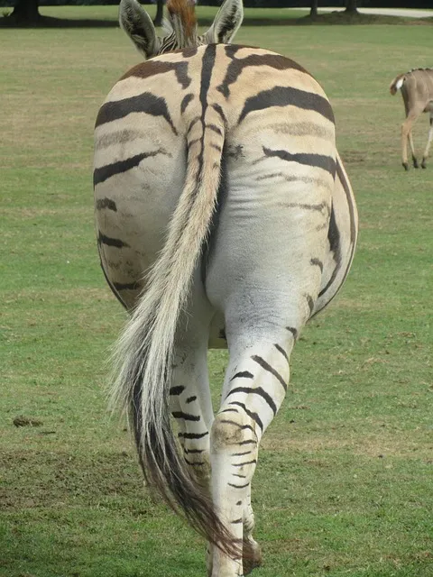 zebra, behind, tail