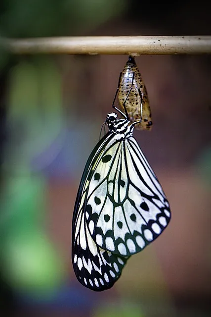 butterfly, hatching, insect, winged insect, butterfly wings, fauna, nature,