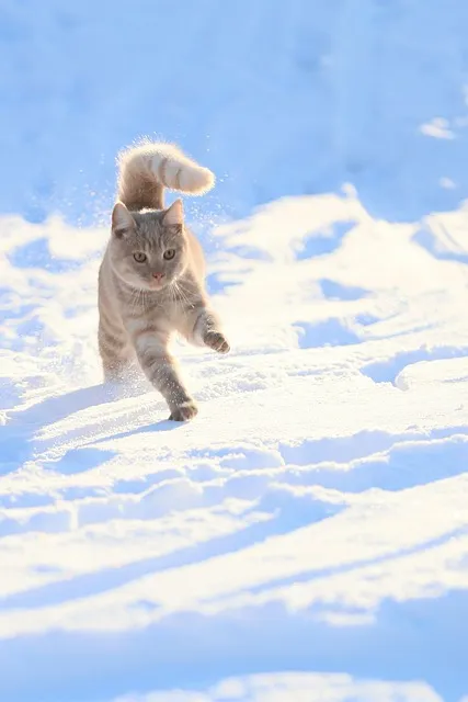 The Satisfaction Audit — pursuit chase running