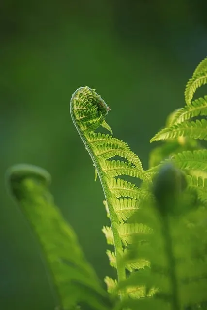 The Silent Authority Protocol — mindset growth