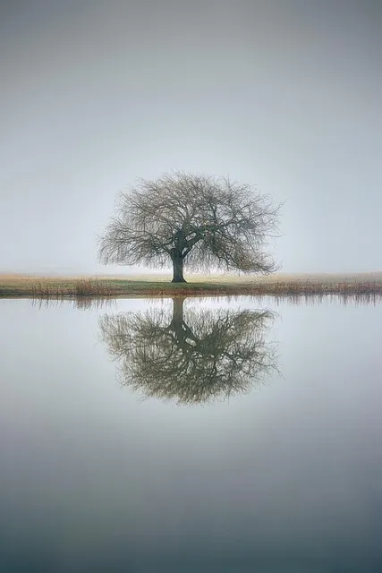 The Trust Reconstruction Protocol — nature calm peace