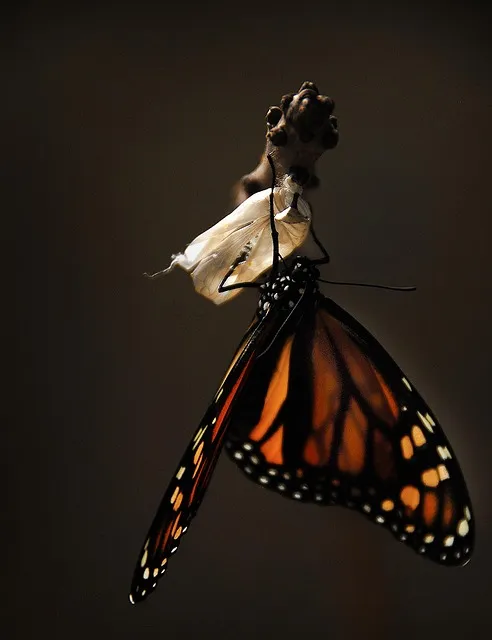 The Thought Containment Protocol — growth transformation change