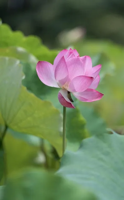 The Relationship Evaluation Protocol — nature calm meditation