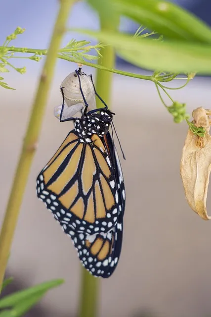 The Autonomy Restoration Protocol — growth transformation change
