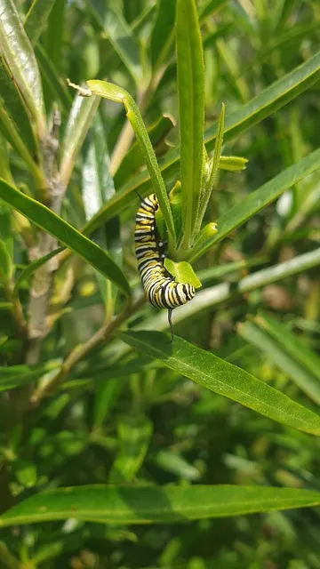 The Respect Restoration Protocol — growth transformation change