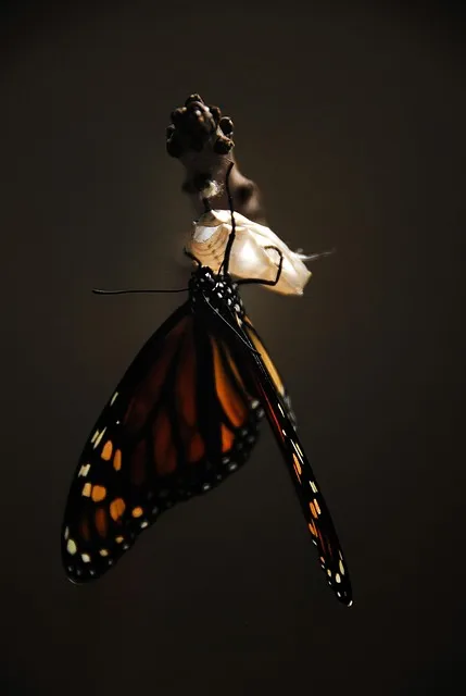 The Healing Timeline Protocol — growth transformation
