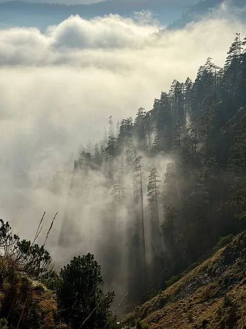 Strategic Openness Protocol — nature calm