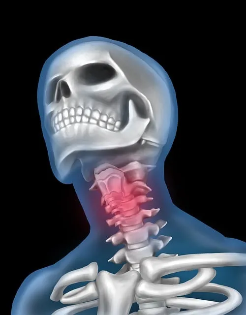 The dorsal anterior cingulate cortex processing social rejection through the