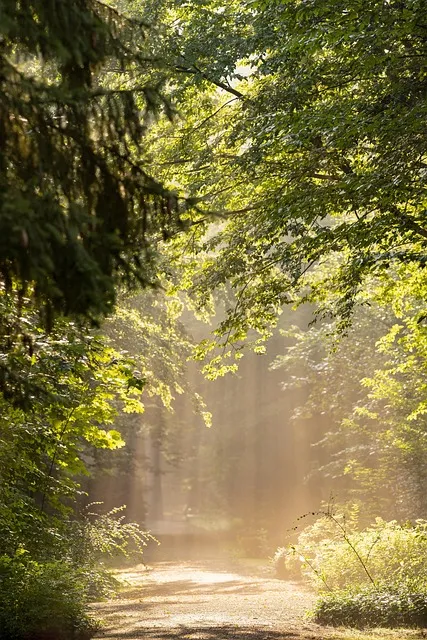 Sunlit forest path representing the clarity that gratitude and abundance