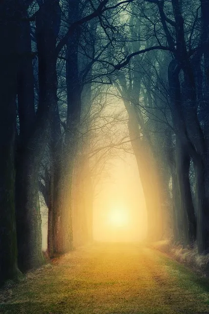 Sunlit forest path representing ecological ripple effects of minimalist living