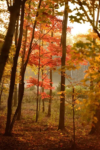 Narrow forest trail through autumn trees representing the simple path of