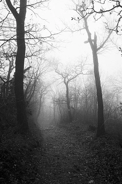 Misty forest path at dawn showing the silence and nature immersion that