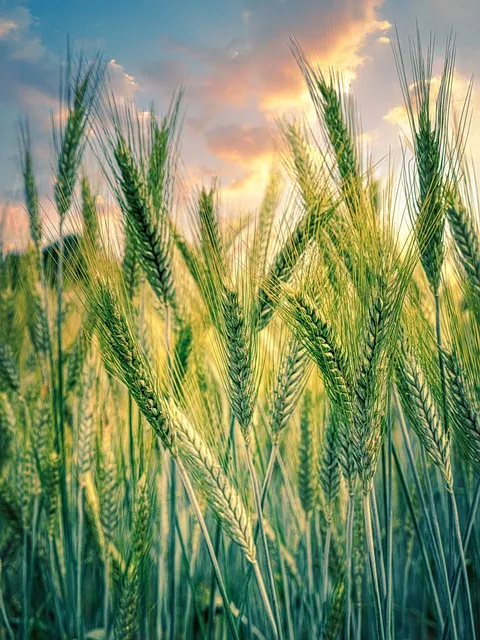 Golden grain field regenerative agriculture