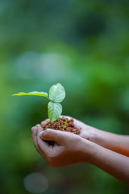 Hands planting seedling in soil