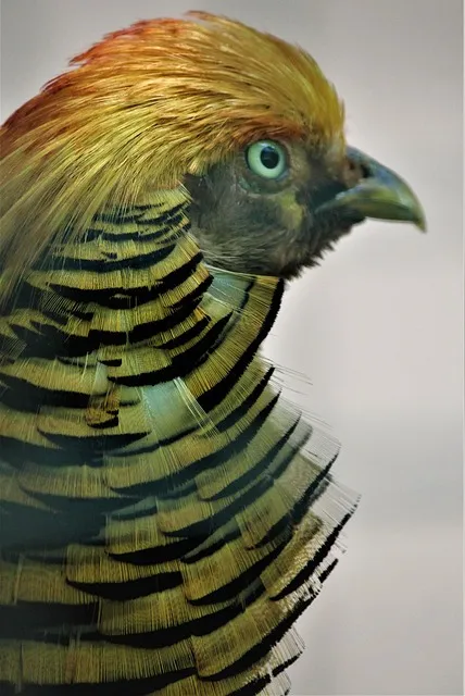 Man in a golden cage representing the socially rewarded trap of the provider