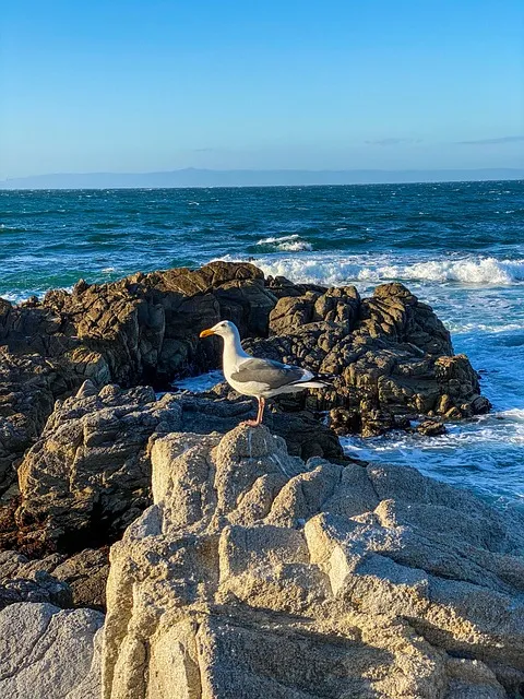 Wave cresting and receding