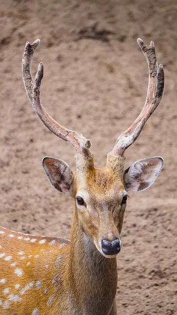 The fawn response in nature representing the freeze-and-appease survival