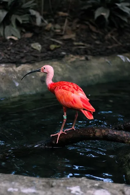 Man wading into shallow water first instead of being told to jump into the
