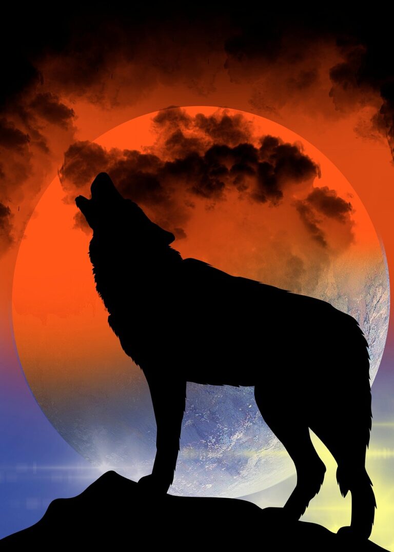 A wolf in open wilderness
