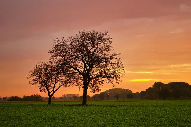 The Seasonal Pattern: Why Sunlight Matters for Mood