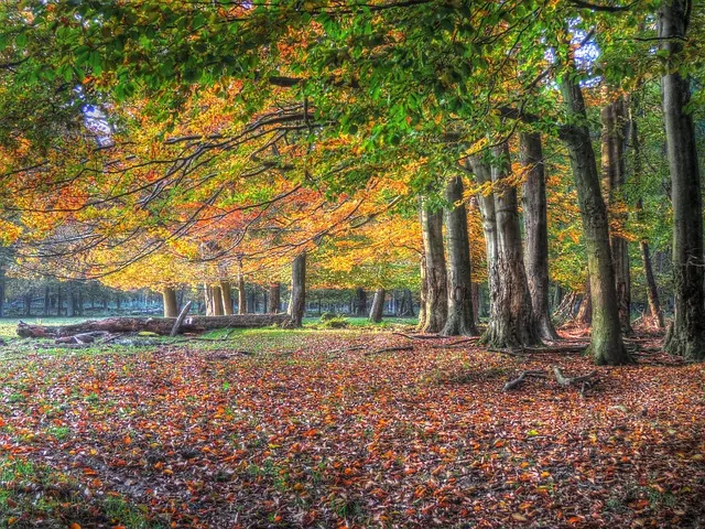 recovery, forest, nature, leaves